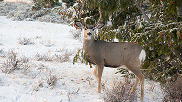 elk hunting, mule deer hunting, elk hunt wyoming, deer hunt wyoming, hunt wyoming private ranches, trophy mule deer, trophy elk, guided hunt wyo