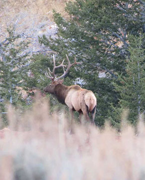 elk hunting, mule deer hunting, elk hunt wyoming, deer hunt wyoming, hunt wyoming private ranches, trophy mule deer, trophy elk, guided hunt wyo